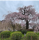 Cherry blossoms