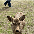 Deer in Nara